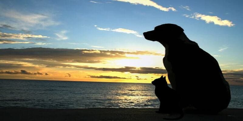 Cremazioni Animali Domestici di Palermo